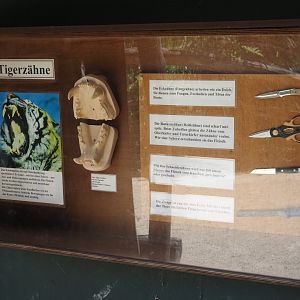 Tiger dentition signage, with comparison of function of different types of teeth to tools, 2025-05-22