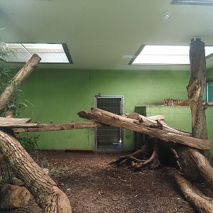 Second Sumatran tiger indoor exhibit, 2025-05-22