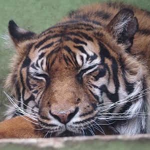 Sumatran tiger (Panthera tigris sumatrae), 2025-05-22