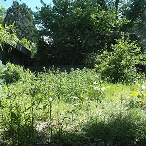 Second Sumatran tiger exhibit - Area between tunnel and house, 2025-05-22