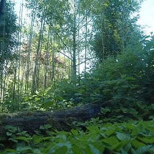 View from the tunnel into the second Sumatran tiger exhibit, 2025-05-22