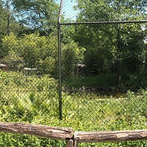 Second Sumatran tiger exhibit, 2025-05-22