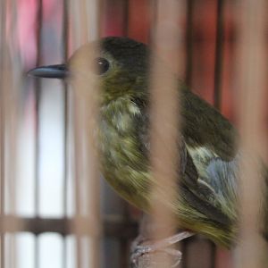 Hairy-backed bulbul (Tricholestes criniger criniger)
