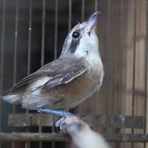 Grey-capped brown shrike (Lanius cristatus lucionensis)