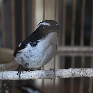 Sunda little pied flycatcher (Ficedula westermanni hasselti)