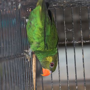 Yellow-cheeked lorikeet (Trichoglossus meyeri)