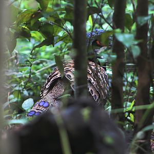 Bornean peacock-pheasant (Polyplectron schleiermacheri) - Private facility