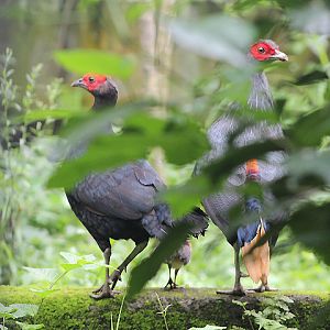 Bornean crestless fireback (Lophura pyronota) - Private facility