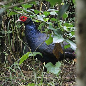 Malayan crestless fireback (Lophura erythrophthalma) - Private facility