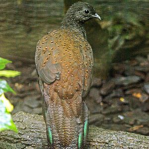 Mountain Peacock pheasant