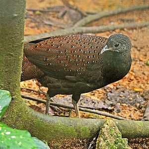 Mountain Peacock pheasant