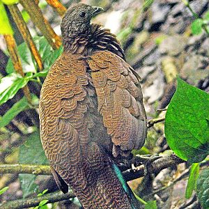 Bronze-tailed Peacock pheasant