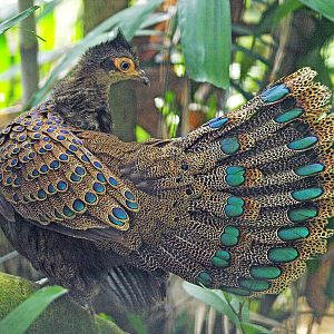 Malay Peacock pheasant