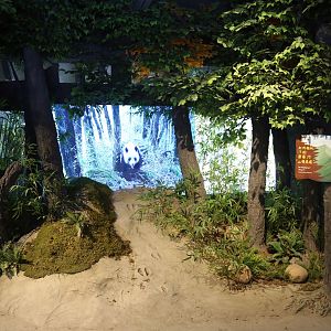 “Ridge Highway” in Tangjiahe under Camera Trap