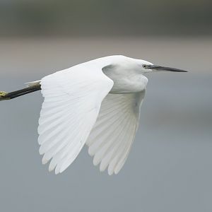 Little Egret, wild, UK