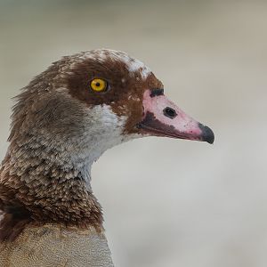 Egyptian Goose, wild, UK