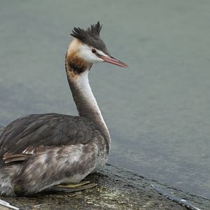 Great Crested Grebe, wild, UK