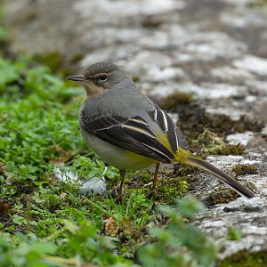 Grey Wagtail, wild, UK