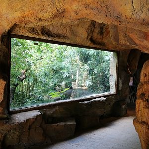 Golden Snub-nosed Monkey Exhibit