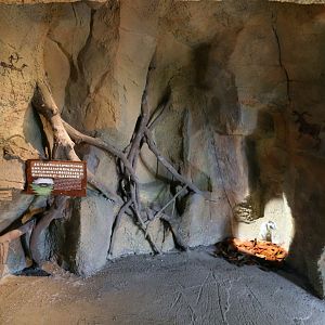 Wildlife Projection in the Cave