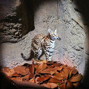 Leopard Cat Projection