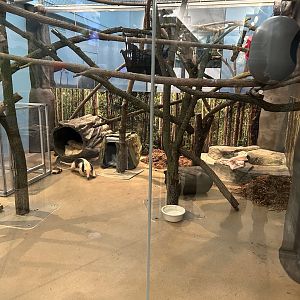 Hamill Family Play Zoo- tamandua exhibit