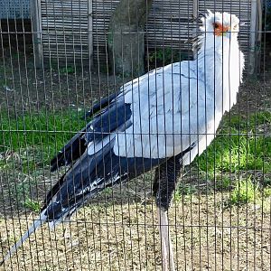Secretarybird (Sagittarius serpentarius) November 29, 2025