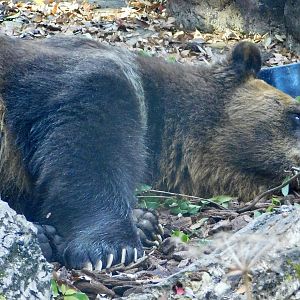 Hokkaido Brown Bear (Ursus arctos yesoensis) November 29, 2025