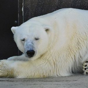 Polar Bear (Ursus maritimus) November 29, 2025