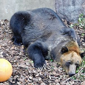 Hokkaido Brown Bear (Ursus arctos yesoensis) November 29, 2025