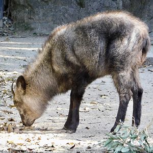 Japanese Serow (Capricornis crispus) November 29, 2025