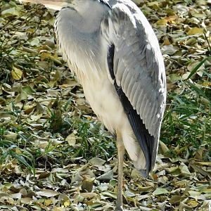 Wild Eastern Grey Heron (Ardea cinerea jouyi) November 29, 2025