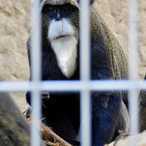 De Brazza's Monkey (Cercopithecus neglectus) November 29, 2025