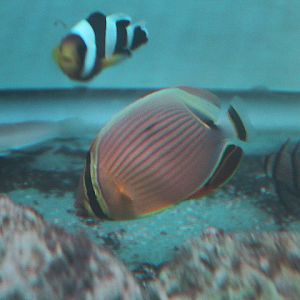 Oval butterflyfish (Chaetodon lunulatus)