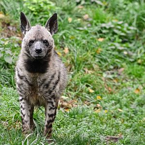 Striped hyena