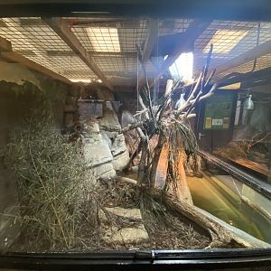 1st view of broad-snouted caiman enclosure