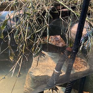 Broad-snouted caiman