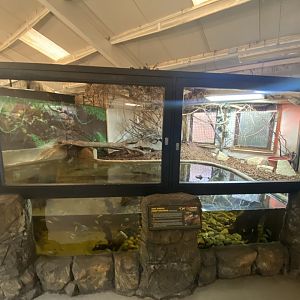 West African dwarf crocodile enclosure