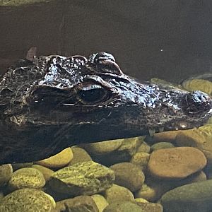 West African dwarf crows close up