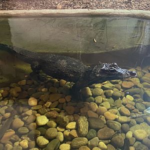West African dwarf crocodile