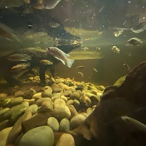 Cichlids and West African dwarf crocodile