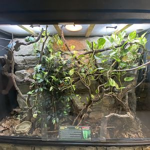 Green tree python exhibit