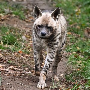Striped hyena
