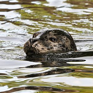 Harbor seal