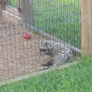 african civet