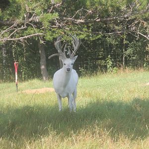 leucistic white tail deer
