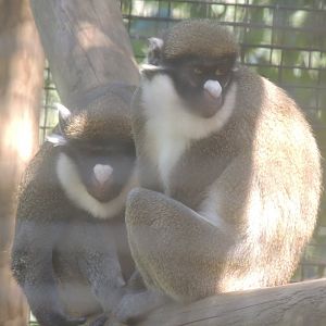 lesser spot nosed monkey