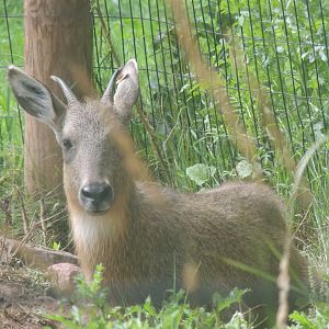 Chinese goral