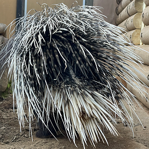 Hystrix cristata or H. africaeaustralis? - Ueno Zoo