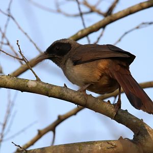 Masked Laughingthrush (Pterorhinus perspicillatus)